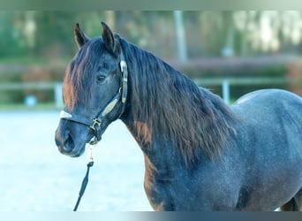 Andaluces, Caballo castrado, 4 años, 150 cm, Tordillo negro