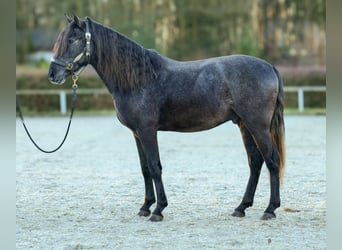 Andaluces, Caballo castrado, 4 años, 150 cm, Tordillo negro