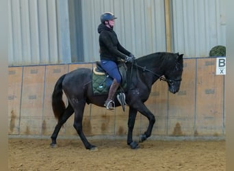 Andaluces, Caballo castrado, 4 años, 150 cm, Tordillo negro