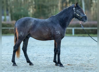 Andaluces, Caballo castrado, 4 años, 150 cm, Tordillo negro