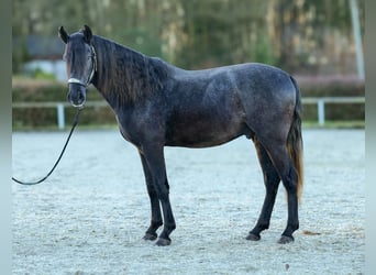 Andaluces, Caballo castrado, 4 años, 150 cm, Tordillo negro