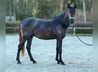 Andaluces, Caballo castrado, 4 años, 150 cm, Tordillo negro