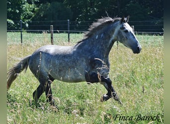 Andaluces, Caballo castrado, 4 años, 150 cm, Tordo