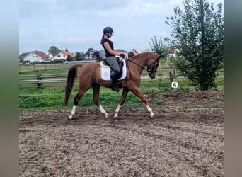 Andaluces Mestizo, Caballo castrado, 4 años, 151 cm, Alazán