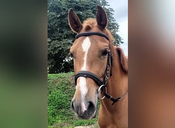 Andaluces Mestizo, Caballo castrado, 4 años, 151 cm, Alazán