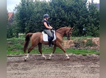 Andaluces Mestizo, Caballo castrado, 4 años, 151 cm, Alazán