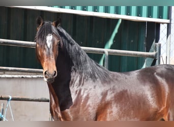 Andaluces, Caballo castrado, 4 años, 151 cm, Castaño oscuro