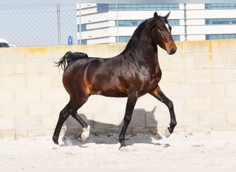 Andaluces, Caballo castrado, 4 años, 151 cm, Castaño oscuro