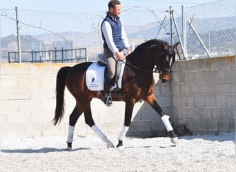 Andaluces, Caballo castrado, 4 años, 151 cm, Castaño oscuro