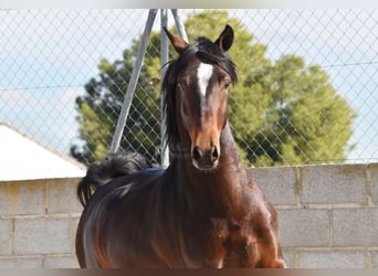 Andaluces, Caballo castrado, 4 años, 151 cm, Castaño oscuro