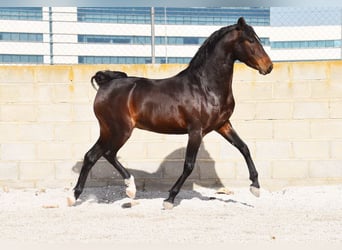 Andaluces, Caballo castrado, 4 años, 151 cm, Castaño oscuro