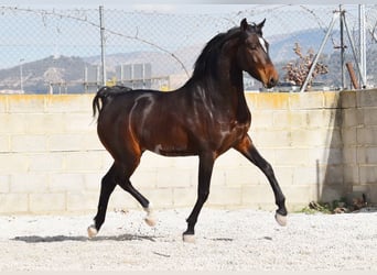 Andaluces, Caballo castrado, 4 años, 151 cm, Castaño oscuro