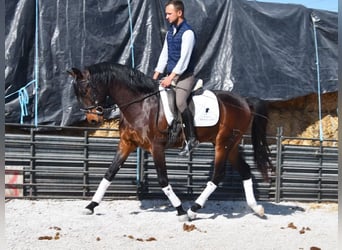 Andaluces, Caballo castrado, 4 años, 151 cm, Castaño oscuro