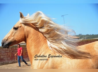 Andaluces, Caballo castrado, 4 años, 151 cm, Palomino