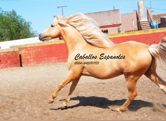 Andaluces, Caballo castrado, 4 años, 151 cm, Palomino