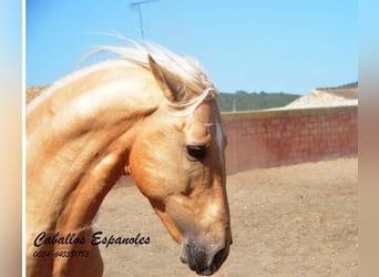 Andaluces, Caballo castrado, 4 años, 151 cm, Palomino