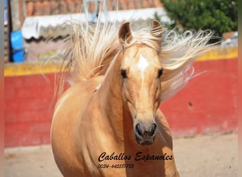 Andaluces, Caballo castrado, 4 años, 151 cm, Palomino