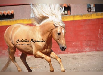 Andaluces, Caballo castrado, 4 años, 151 cm, Palomino