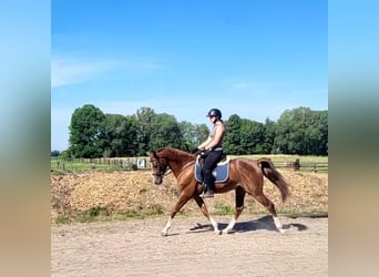 Andaluces Mestizo, Caballo castrado, 4 años, 153 cm, Alazán