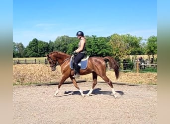 Andaluces Mestizo, Caballo castrado, 4 años, 153 cm, Alazán