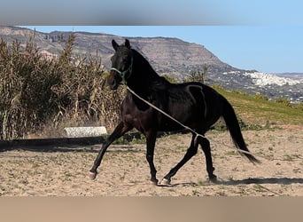 Andaluces, Caballo castrado, 4 años, 153 cm, Castaño oscuro