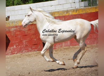 Andaluces, Caballo castrado, 4 años, 153 cm, Cremello