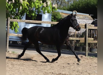Andaluces, Caballo castrado, 4 años, 153 cm, Morcillo