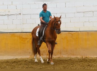 Andaluces, Caballo castrado, 4 años, 154 cm, Alazán