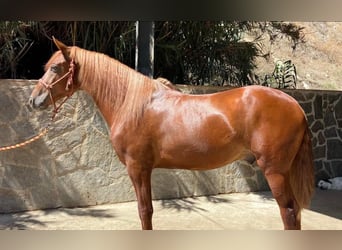 Andaluces, Caballo castrado, 4 años, 154 cm, Alazán