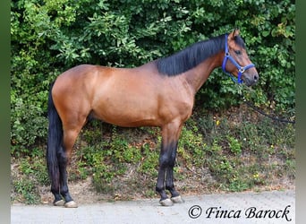 Andaluces, Caballo castrado, 4 años, 154 cm, Castaño