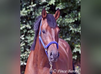 Andaluces, Caballo castrado, 4 años, 154 cm, Castaño