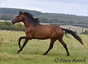 Andaluces, Caballo castrado, 4 años, 154 cm, Castaño