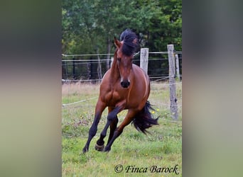 Andaluces, Caballo castrado, 4 años, 154 cm, Castaño