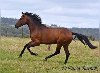 Andaluces, Caballo castrado, 4 años, 154 cm, Castaño