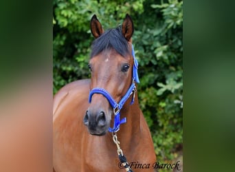Andaluces, Caballo castrado, 4 años, 154 cm, Castaño