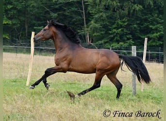 Andaluces, Caballo castrado, 4 años, 154 cm, Castaño