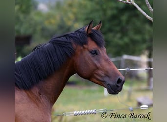 Andaluces, Caballo castrado, 4 años, 154 cm, Castaño