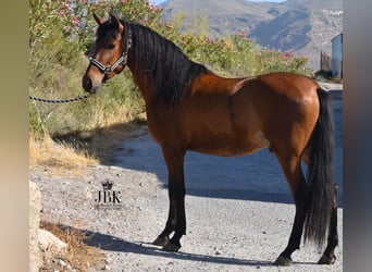 Andaluces, Caballo castrado, 4 años, 154 cm, Castaño