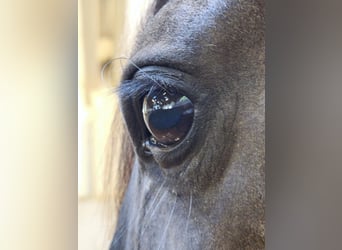 Andaluces Mestizo, Caballo castrado, 4 años, 154 cm, Negro