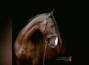 Andaluces Mestizo, Caballo castrado, 4 años, 154 cm, Negro