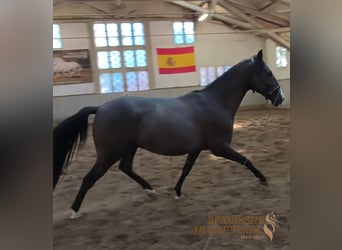 Andaluces Mestizo, Caballo castrado, 4 años, 154 cm, Negro