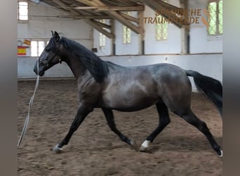 Andaluces Mestizo, Caballo castrado, 4 años, 154 cm, Negro