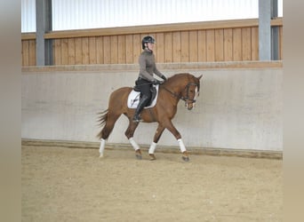 Andaluces, Caballo castrado, 4 años, 155 cm, Alazán