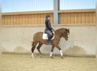 Andaluces, Caballo castrado, 4 años, 155 cm, Alazán