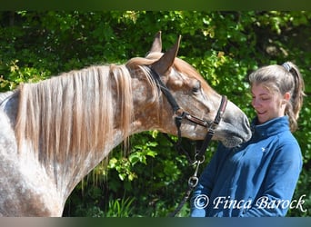 Andaluces, Caballo castrado, 4 años, 155 cm, Atigrado/Moteado