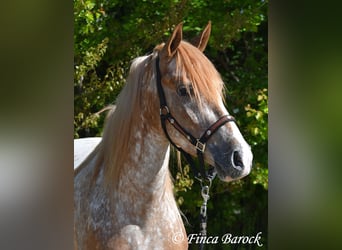 Andaluces, Caballo castrado, 4 años, 155 cm, Atigrado/Moteado