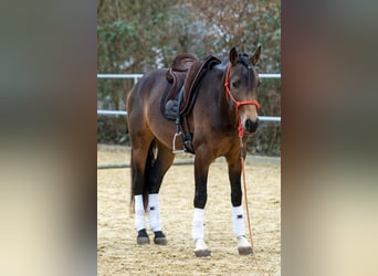 Andaluces, Caballo castrado, 4 años, 155 cm, Bayo