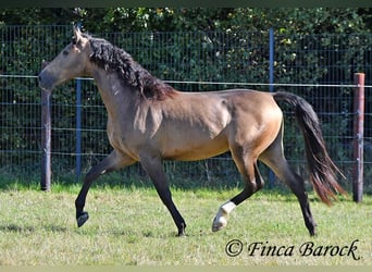 Andaluces, Caballo castrado, 4 años, 155 cm, Buckskin/Bayo