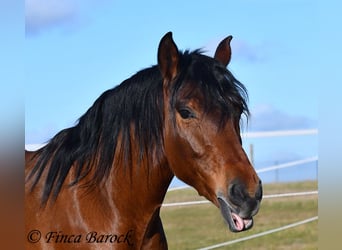 Andaluces, Caballo castrado, 4 años, 155 cm, Castaño