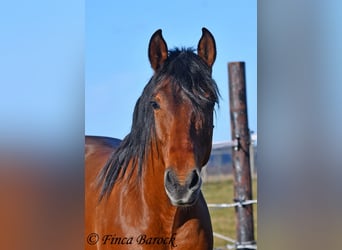 Andaluces, Caballo castrado, 4 años, 155 cm, Castaño